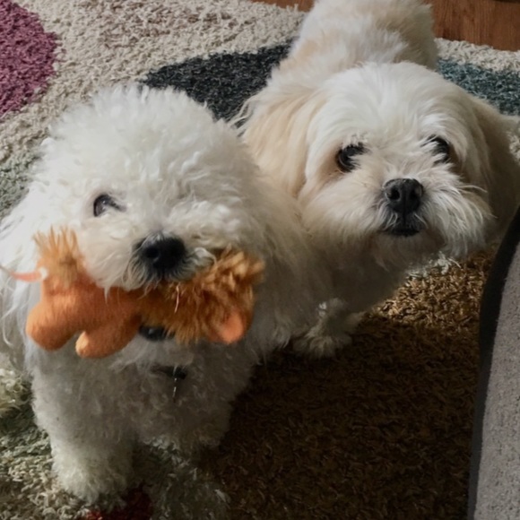 Other - Shop my closet so my dogs can have better lives ☺️